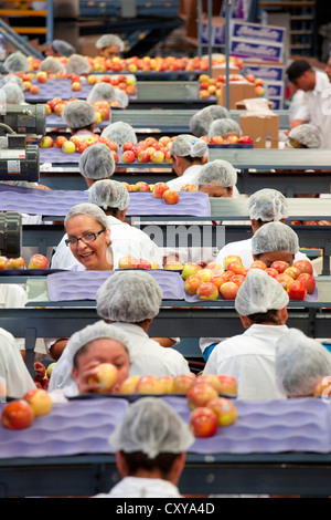 Apple cernita e trasformazione in San Joaquin Valley della California. Foto Stock