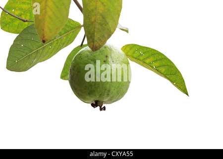 Frutto guava (Psidium guajava) appesi su albero in Thailandia Foto Stock