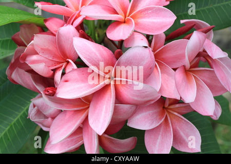 Rosa fiori frangipanis Foto Stock