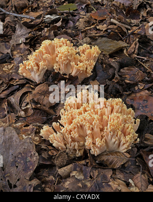 Ramaria stricta radicata corallo in legno Foto Stock