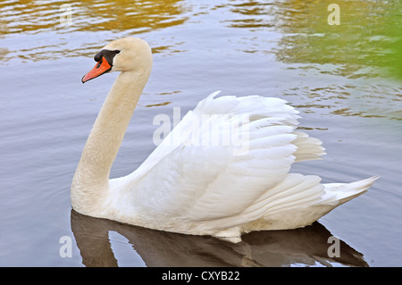 Cigno (Cygnus olor), cob Foto Stock