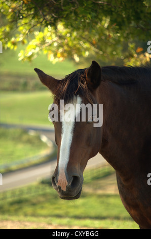 Cavallo ritratto incorniciato nella luce del sole a cavallo fattoria nella valle rurale. Foto Stock