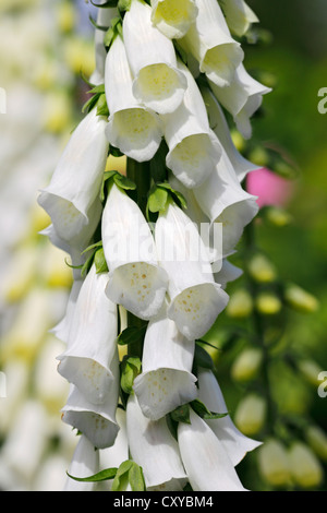 Foxglove comune (Digitalis purpurea), fiori bianchi, pianta medicinale, pianta velenosa, Schleswig-Holstein Foto Stock