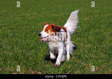 Kooikerhondje, Kooiker Hound (Canis lupus familiaris), giovane cane maschio in esecuzione Foto Stock