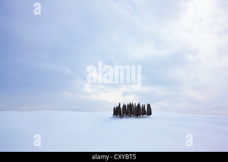 Gruppo di alberi di cipresso (Cupressus) nella neve, San Quirico d'Orcia, Toscana, Italia, Europa Foto Stock