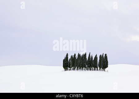 Gruppo di alberi di cipresso (Cupressus) nella neve, San Quirico d'Orcia, Toscana, Italia, Europa Foto Stock