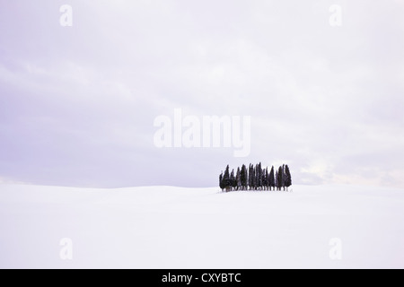 Gruppo di alberi di cipresso (Cupressus) nella neve, San Quirico d'Orcia, Toscana, Italia, Europa Foto Stock