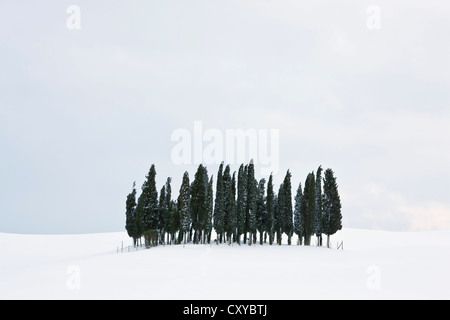 Gruppo di alberi di cipresso (Cupressus) nella neve, San Quirico d'Orcia, Toscana, Italia, Europa Foto Stock