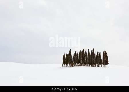 Gruppo di alberi di cipresso (Cupressus) nella neve, San Quirico d'Orcia, Toscana, Italia, Europa Foto Stock