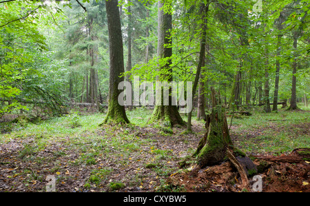 Rotto il moncone di abete rosso declinato in parte contro il vecchio naturali misti stand della foresta di Bialowieza Foto Stock