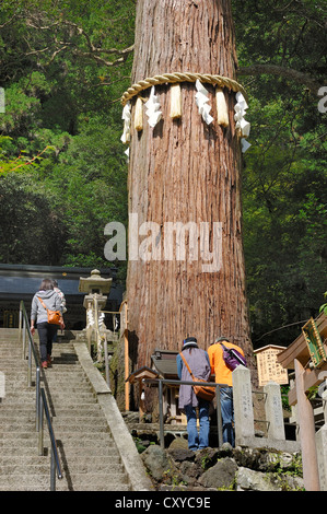 Shimenawa, paglia di riso di corda attorno ad un albero di cedro, lo Shintoismo tabù caratteri, dio la corda al Kurama-dera o Tempio Kurama Foto Stock