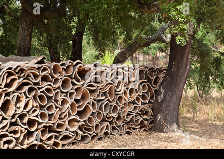 Raccolte corteccia di querce da sughero (Quercus suber), Serra de monchique, Algarve, Portogallo, Europa Foto Stock