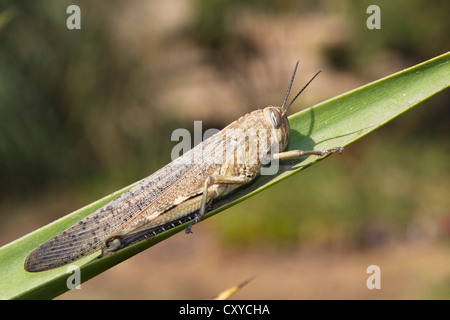 Locusta migratoria (Locusta migratoria), Portogallo, Europa Foto Stock