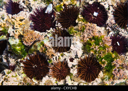 Viola ricci di mare (Paracentrotus lividus) in un pool di marea sul Monte Clerigo beach, costa atlantica, Algarve, Portogallo, Europa Foto Stock