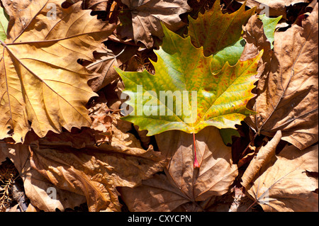 Foglie autunnali, Norvegia Maple (Acer platanoides), Western Springs Park di Auckland, Isola del nord, Nuova Zelanda Foto Stock