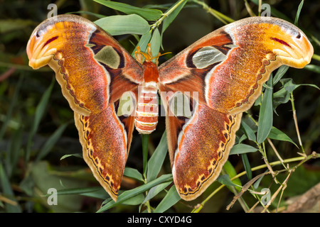 Atlas moth ((Attacus Atlas) Foto Stock