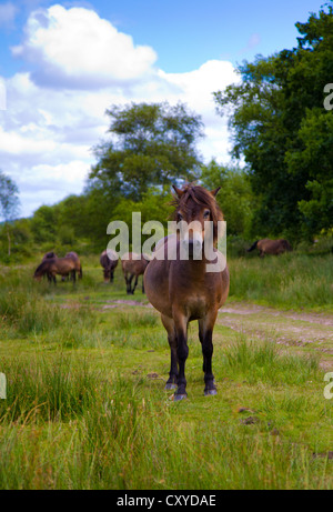 Pony al Parco Nazionale di Exmoor Somerset Foto Stock