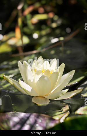 Ninfea Bianca (Nymphaea sp.), Austria e Europa Foto Stock