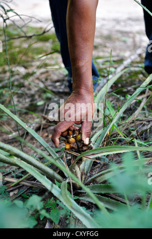 L'uomo raccolta, villaggio di Onedi, indigeni Pilaga persone, Gran Chaco, Formosa provincia, Argentina, Sud America Foto Stock