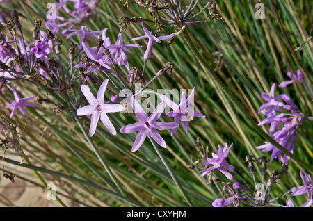 Tulbaghia Violacea crescendo in Cap Roig giardino botanico Foto Stock