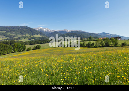 Prato di fiori vicino a Seckau, Seckauer Alpi, Stiria, Stiria, Austria, Europa Foto Stock