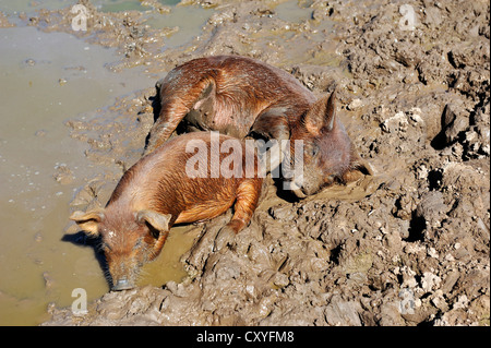 Due maiali wallowing in una essiccazione fino waterhole, Tres Isletas, provincia di Chaco, Argentina, Sud America Foto Stock