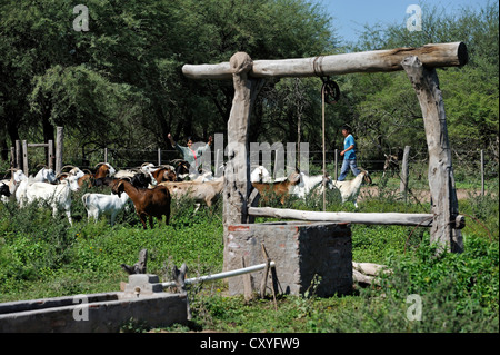 Bestiame serbatoio di irrigazione nel cortile di una famiglia smallholding, Gran Chaco, Santiago del Estero Provincia, Argentina, Sud America Foto Stock