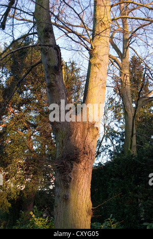 Il tronco di un albero che si divide in due rami uguali formando una forma  a Y con altri alberi in background Foto stock - Alamy
