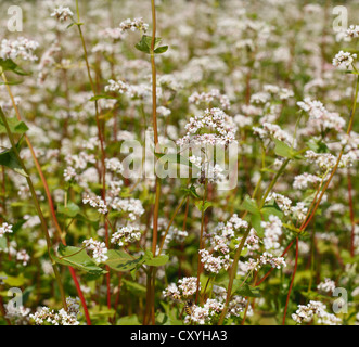 Comune di grano saraceno (Fagopyrum esculentum), fioritura, Franconia, Bavaria Foto Stock