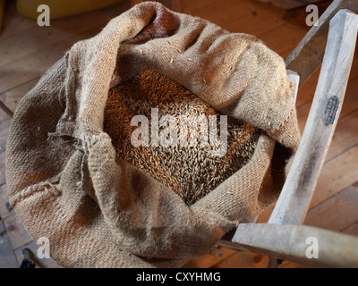 Aprire il sacchetto di chicchi di grano su un carrello, Bardowick, Lueneburg Heath, Bassa Sassonia Foto Stock