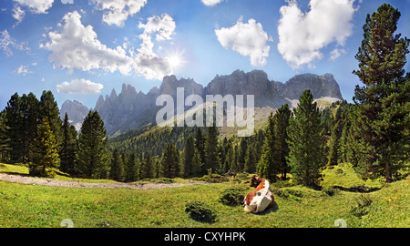 Mucca su un pascolo di montagna con foreste di montagna, la vista delle Odle, Villnoess Valley, Dolomiti, Alto Adige, Italia Foto Stock