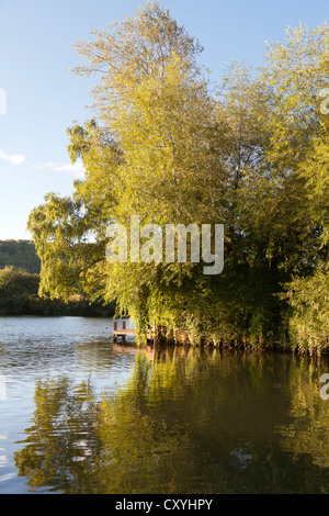 La luce del mattino su un salice sulle rive del fiume Tamigi a Marlow, Buckinghamshire, UK Foto Stock