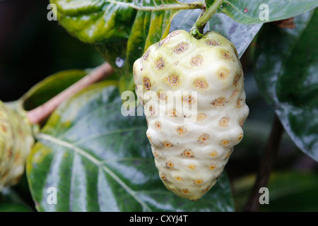 Il Noni, Gelso indiano o grande Morinda (Morinda citrifolia), frutta, Big Island, Hawaii, STATI UNITI D'AMERICA Foto Stock