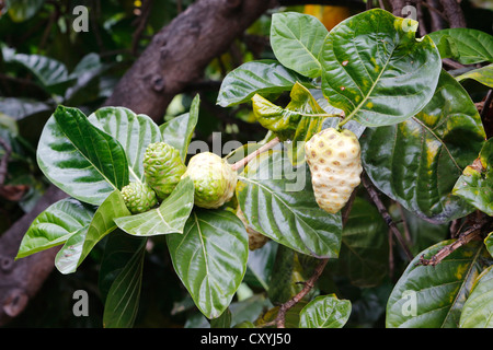 Il Noni, Gelso indiano o grande Morinda (Morinda citrifolia), frutta, Big Island, Hawaii, STATI UNITI D'AMERICA Foto Stock