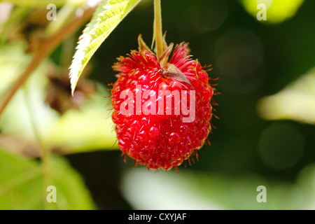 Il estremamente rara, endemica Hawaiian lampone, nome Hawaiiano: Akala (Rubus hawaiiensis), che si trova nel Parco Nazionale dei Vulcani Foto Stock