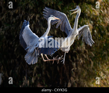 Lotta contro gli aironi cenerini (Ardea cinerea), Stoccarda, Baden-Wuerttemberg Foto Stock