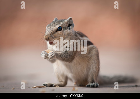 Siberiano o Scoiattolo striado comune (Tamias sibiricus), Gwalior, Madhya Pradesh, India, Asia Foto Stock