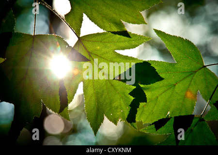 Foglie di vite (Vitis sp.) in controluce, valle di Vézère, Perigord, Francia, Europa Foto Stock