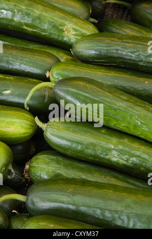 Appena raccolto cetrioli, Quebec, Canada Foto Stock