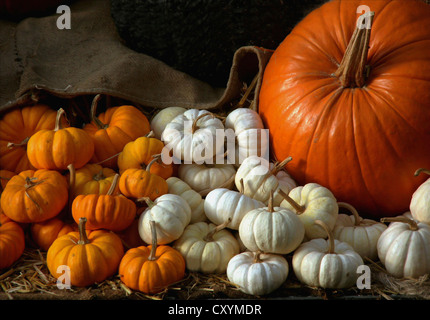 Zucca e schiaccia disposti su un letto di paglia Foto Stock