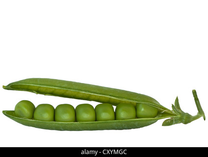 Fresco verde peapod, pisello (Pisum sativum) Foto Stock