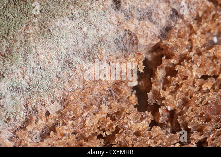 La muffa verde, pane stampo, spore di muffa, stampo culture, pane integrale Foto Stock