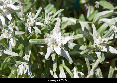 Edelweiss (Leontopodium nivale) Foto Stock