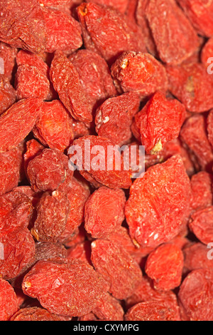 Wolfberries o Goji bacche (Lycium barbarum), parte della cucina Cinese e medicina tradizionale cinese Foto Stock