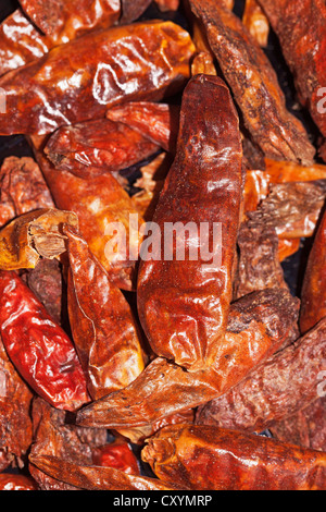 Grandi peperoncino (capsicum), essiccato a caldo chilis, dall' Indonesia Foto Stock