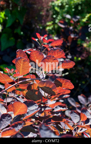 Inizio autunno fogliame, retroilluminato, Surrey, Regno Unito. Foto Stock