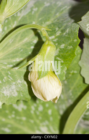 Fagioli verdi, runner Fagioli (Phaseolus vulgaris var. vulgaris), Blossom Foto Stock