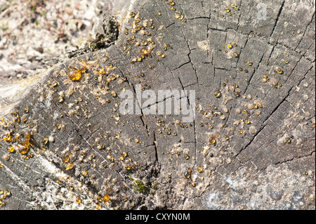 Gocce di pino sulla resina recentemente abbattute ceppo di albero, Blackheath, Surrey, Regno Unito. Foto Stock