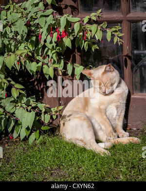 Un rosso gatto birmano che sonnecchia al sole accanto a una Tettoia da giardino in un giardino Foto Stock