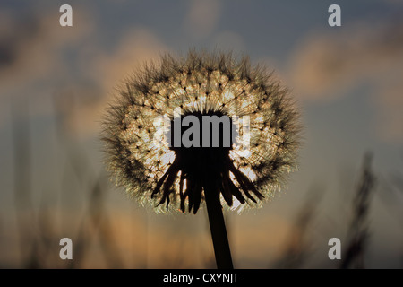 Tarassaco, blowball, tarassaco orologio, luce posteriore, contre jour Foto Stock